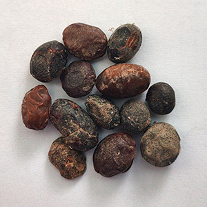 172605104428797300